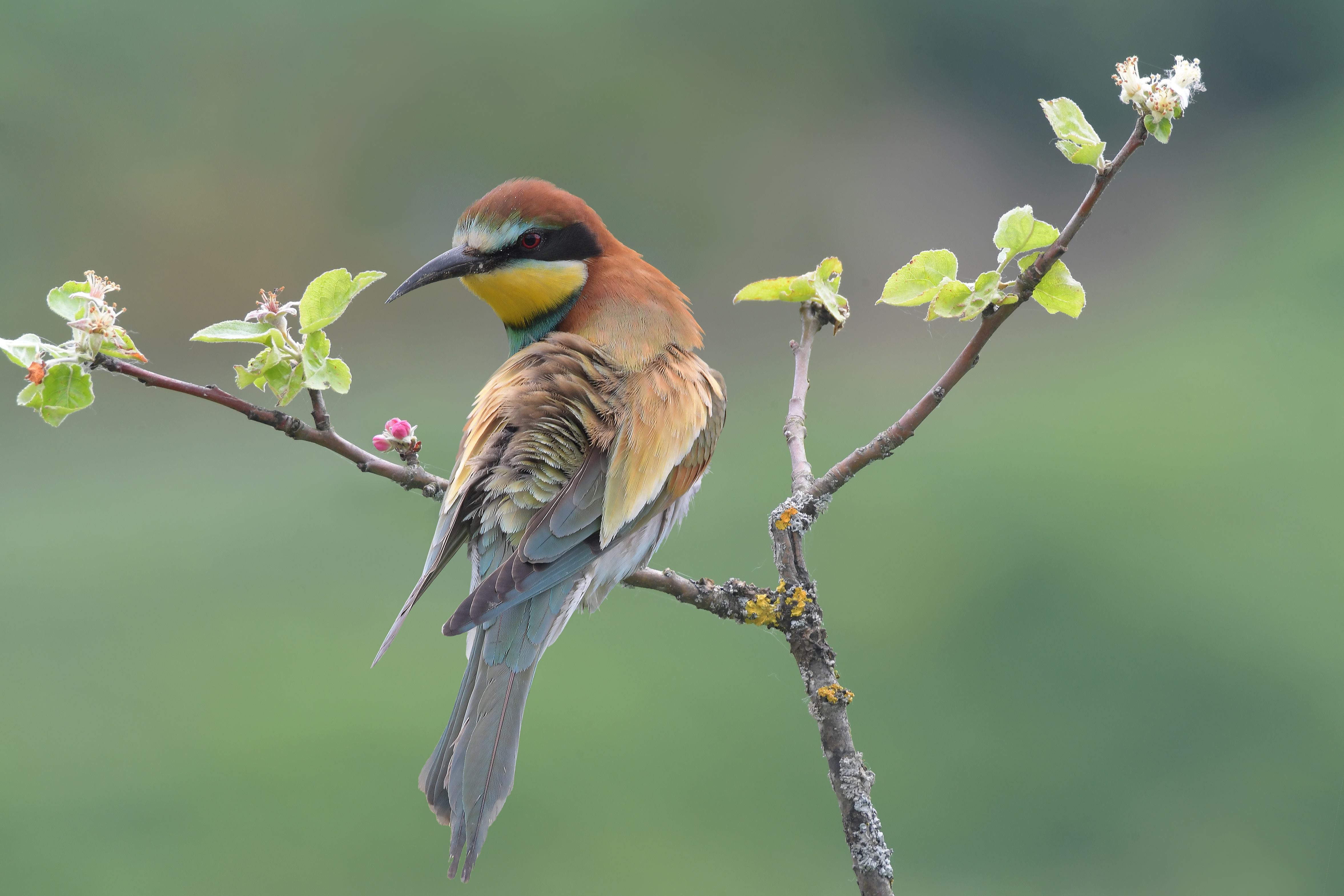 natur-fotograf-baden-baden