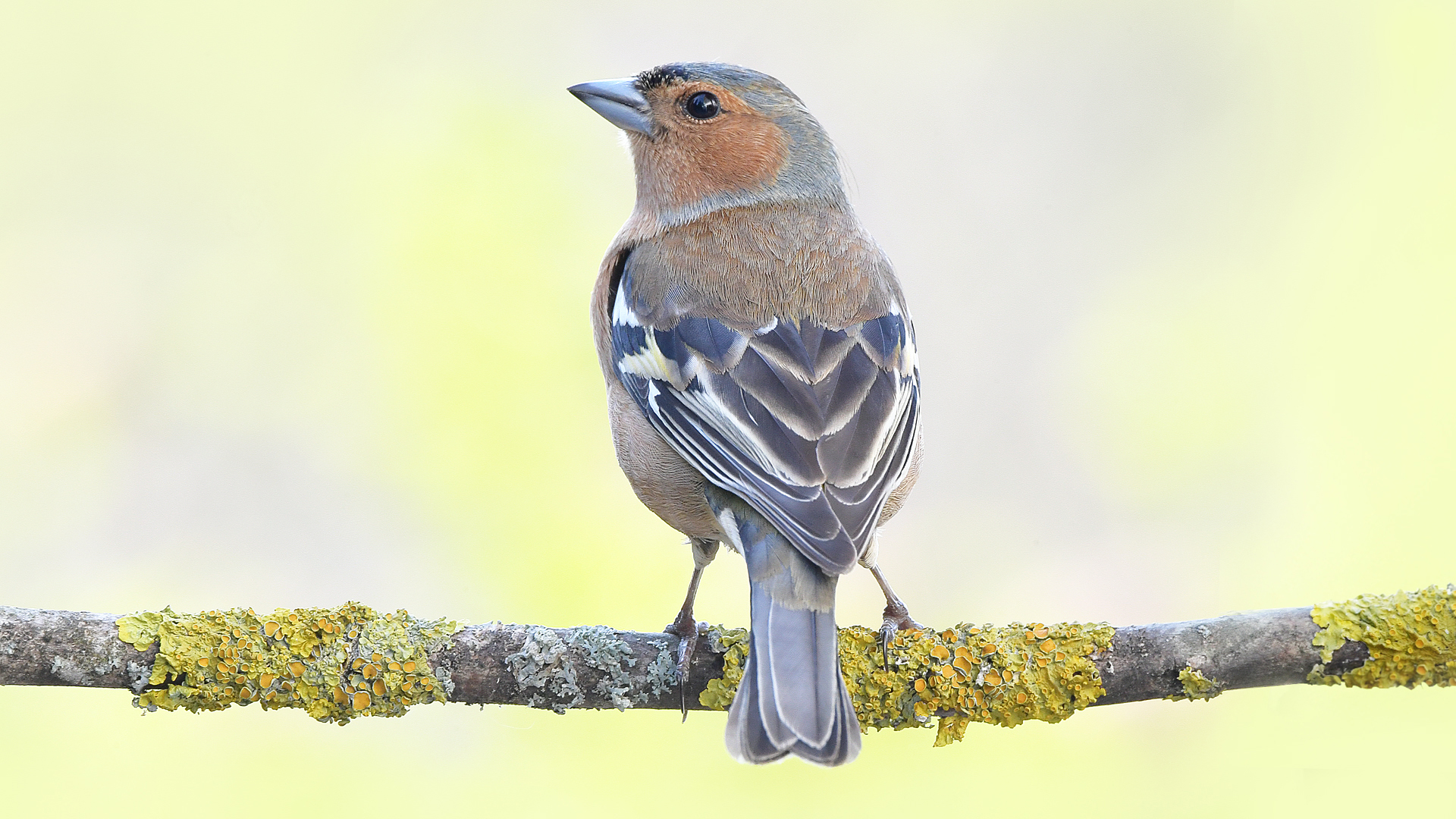 buchfink baden baden fliegend