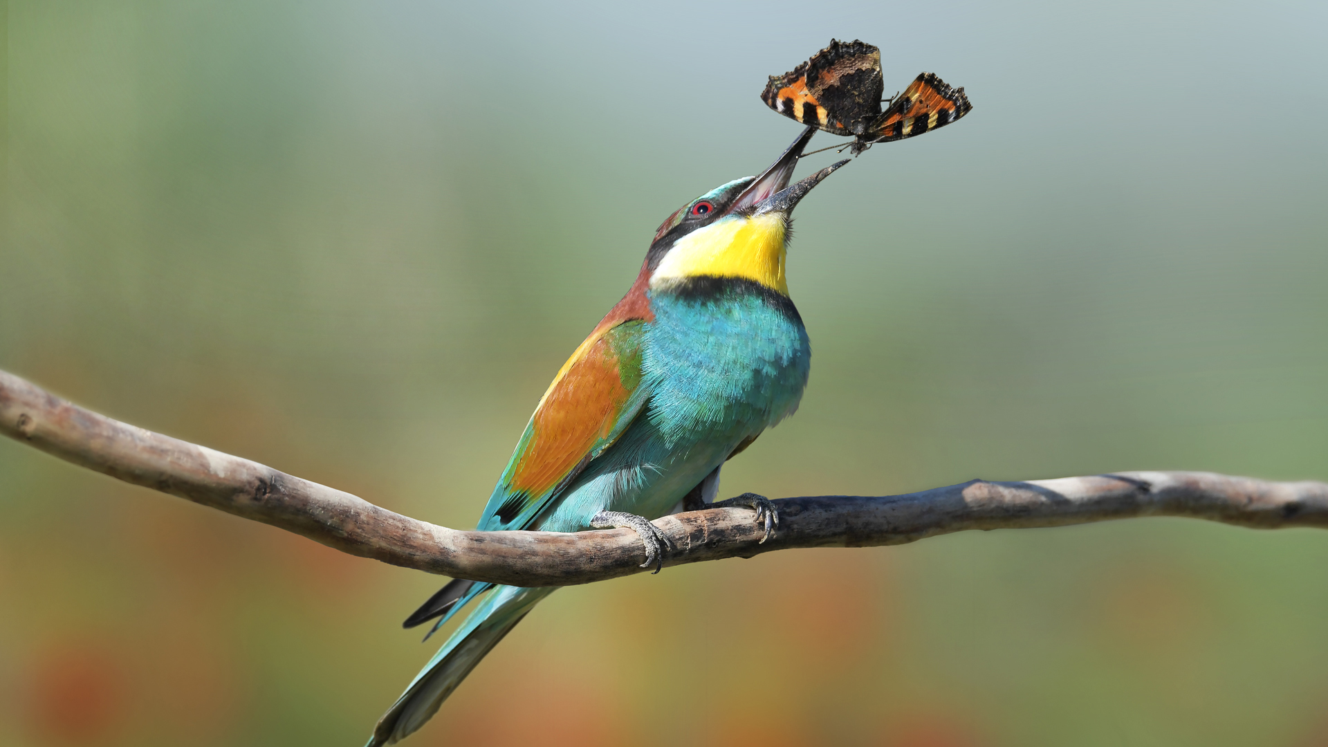 fotografie schwarzwald