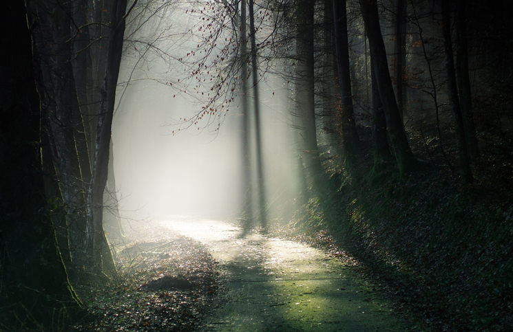 naturfotografie pfalz und baden baden