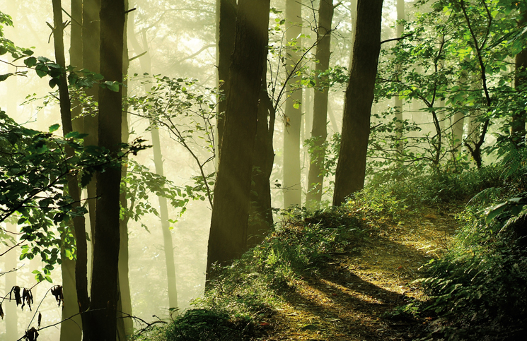 naturfotografie pfalz und baden baden