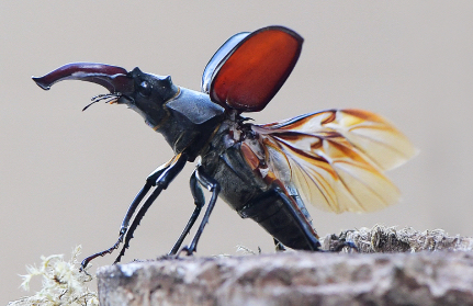 naturfotografie pfalz und baden baden