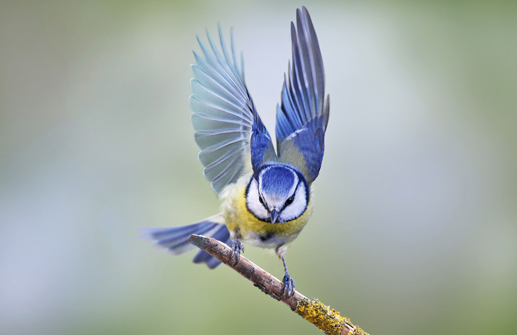 naturfotografie baden baden