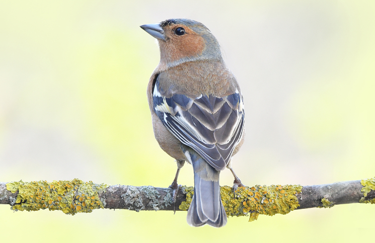 buchfink baden baden fliegend