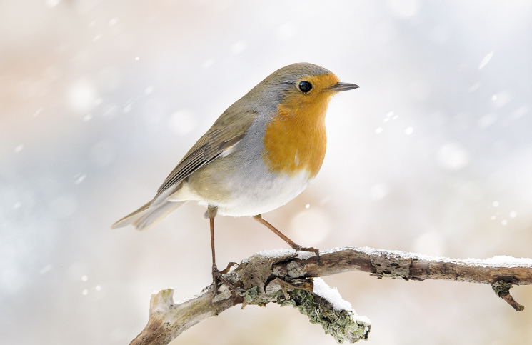 naturfotografie baden baden