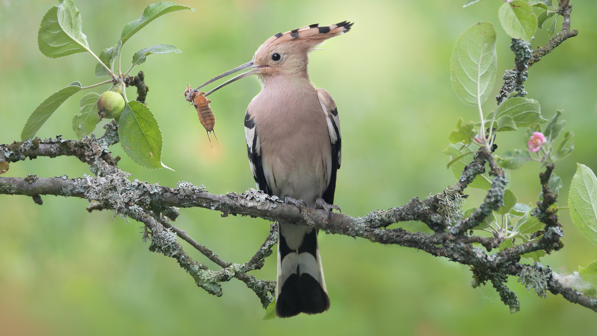 haubenmeise baden-baden