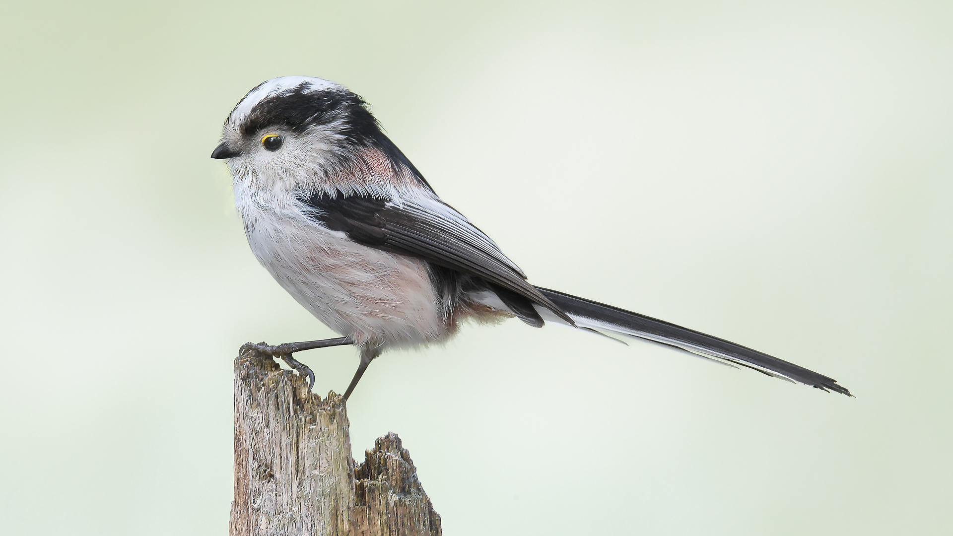 wiedehopf fotografie.jpg
