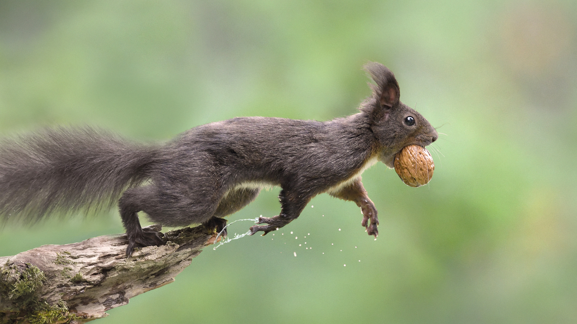 eichhoernchen-baden-baden