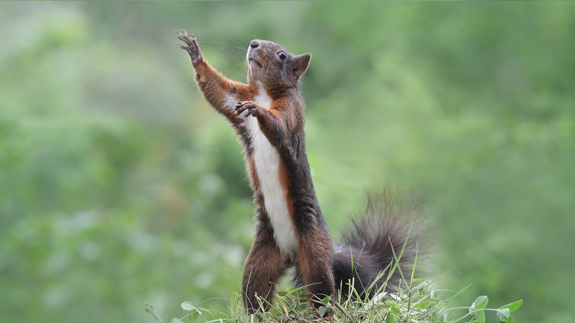 eichhoernchen-baden-baden
