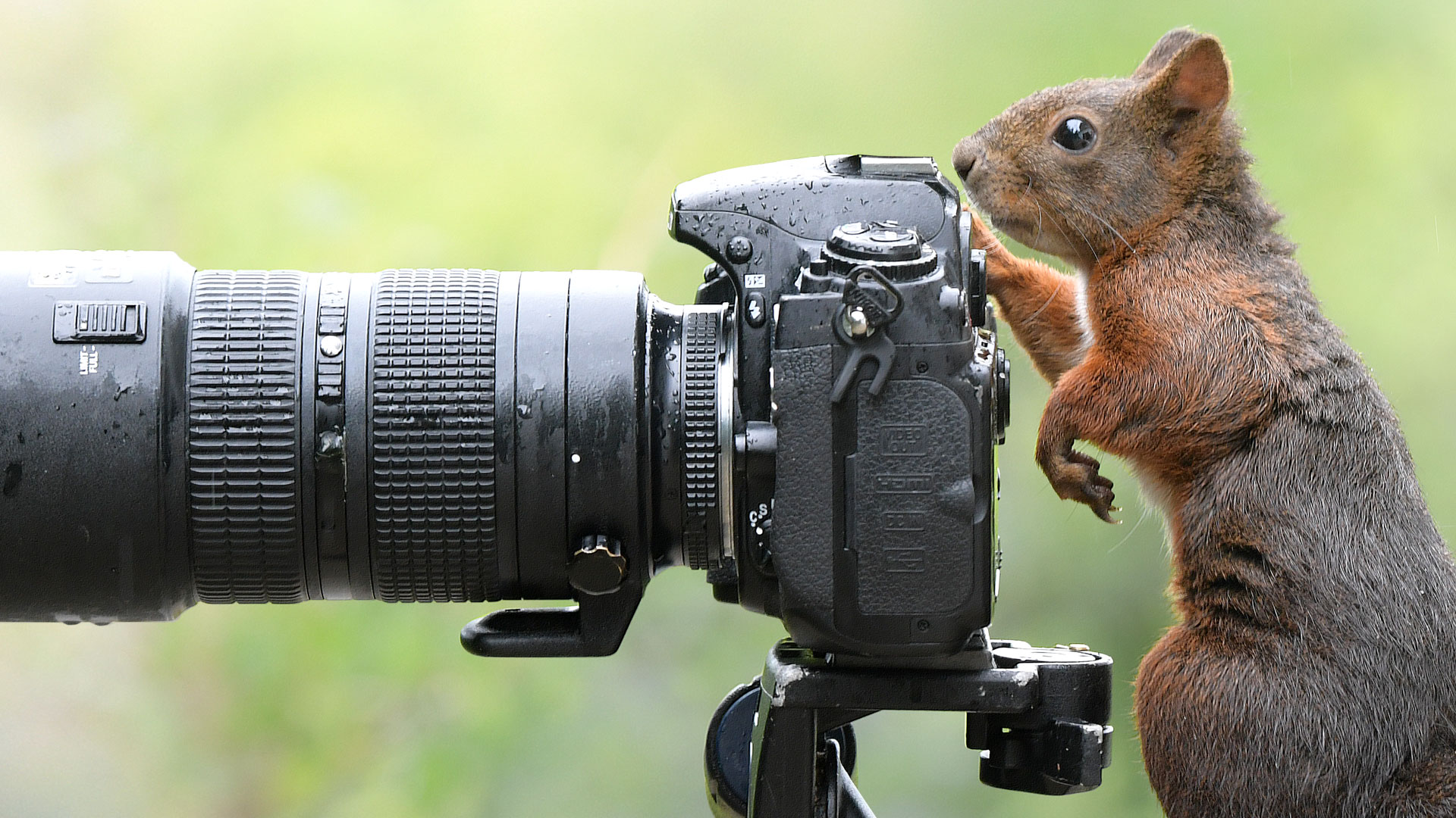 eichhoernchen-baden-baden