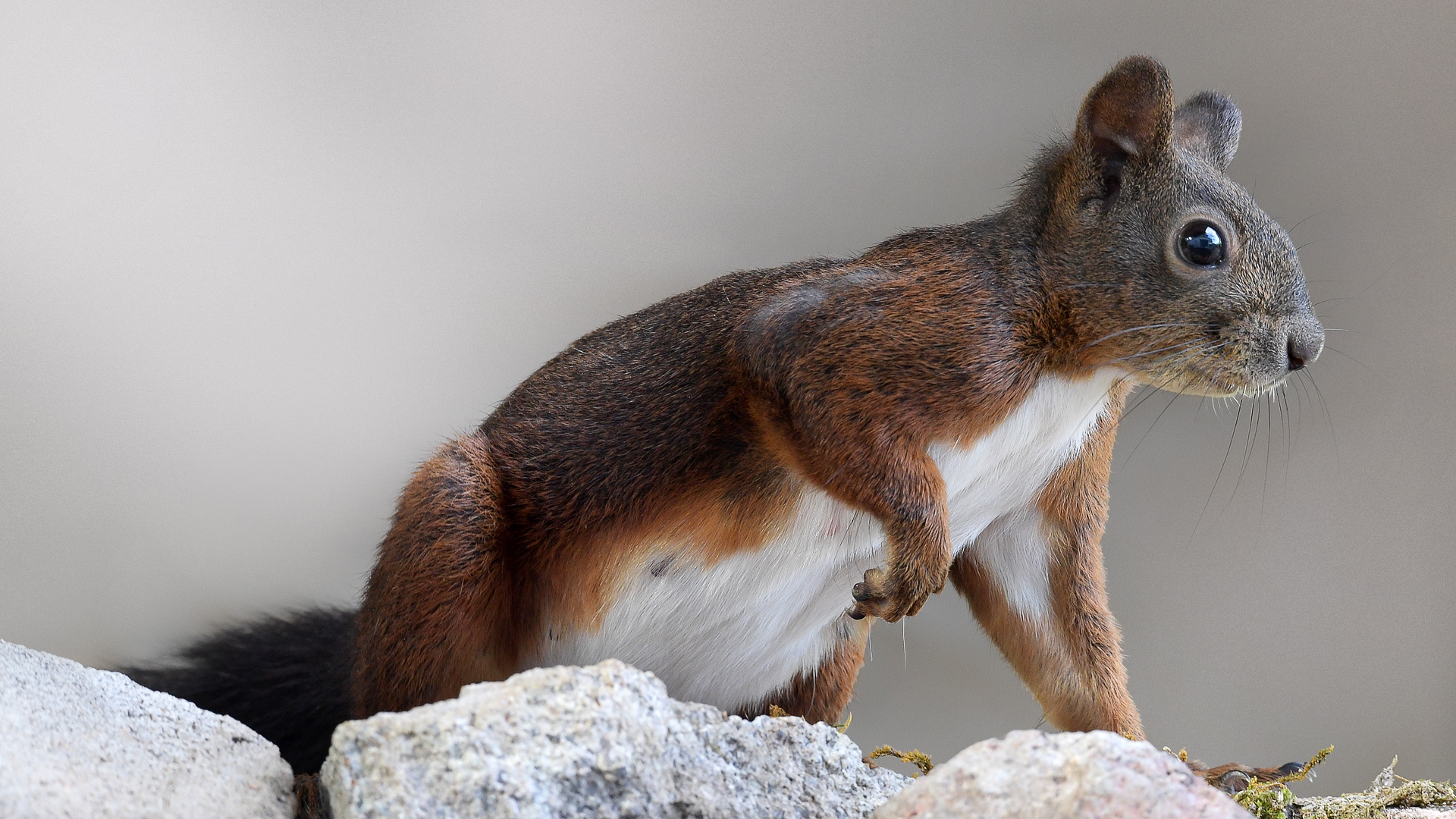 eichhoernchen-baden-baden