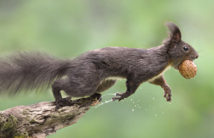 eichhoernchen-baden-baden