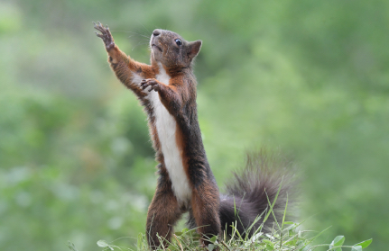 eichhoernchen-baden-baden