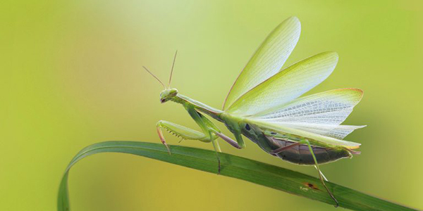 blattform Naturfotografie